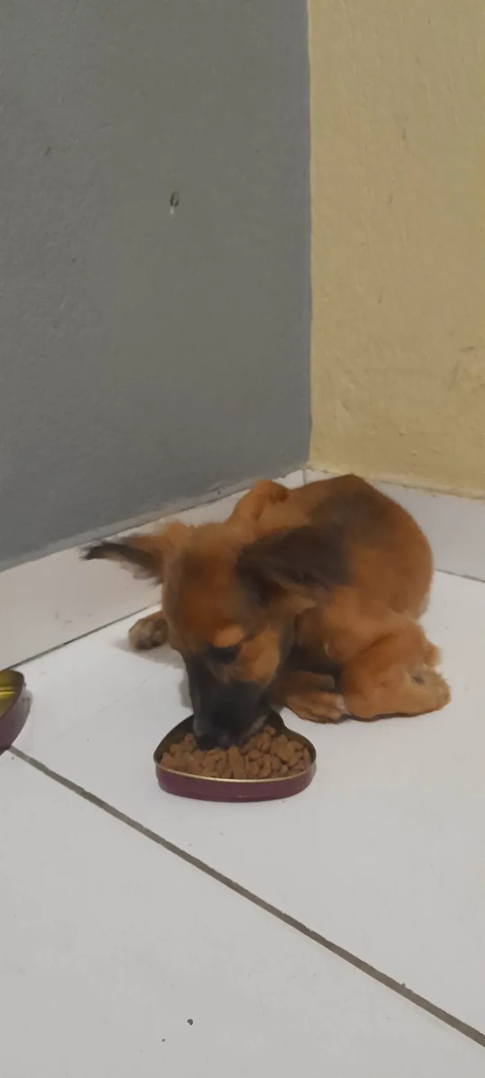 Cachorro ra a SRD-ViraLata idade 2 a 6 meses nome Mango