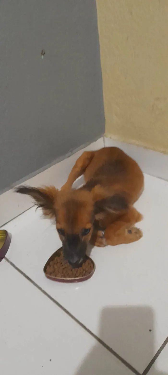 Cachorro ra a SRD-ViraLata idade 2 a 6 meses nome Mango