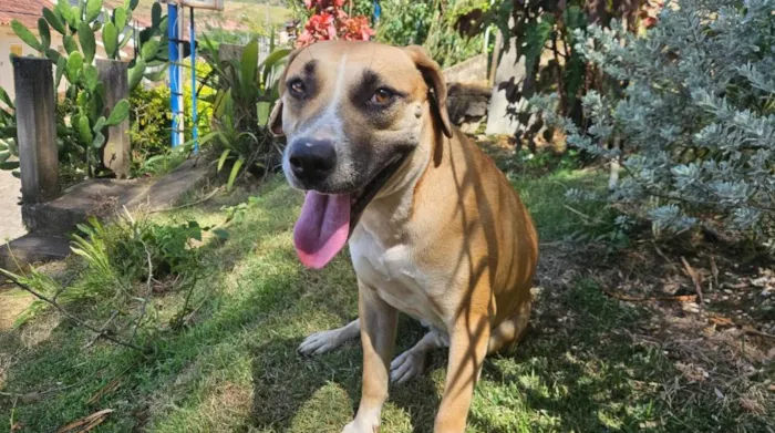 Cachorro ra a SRD-ViraLata idade 1 ano nome Zara 