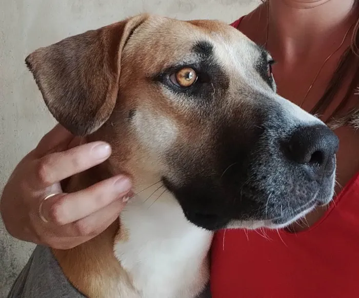 Cachorro ra a SRD-ViraLata idade 1 ano nome Zara 