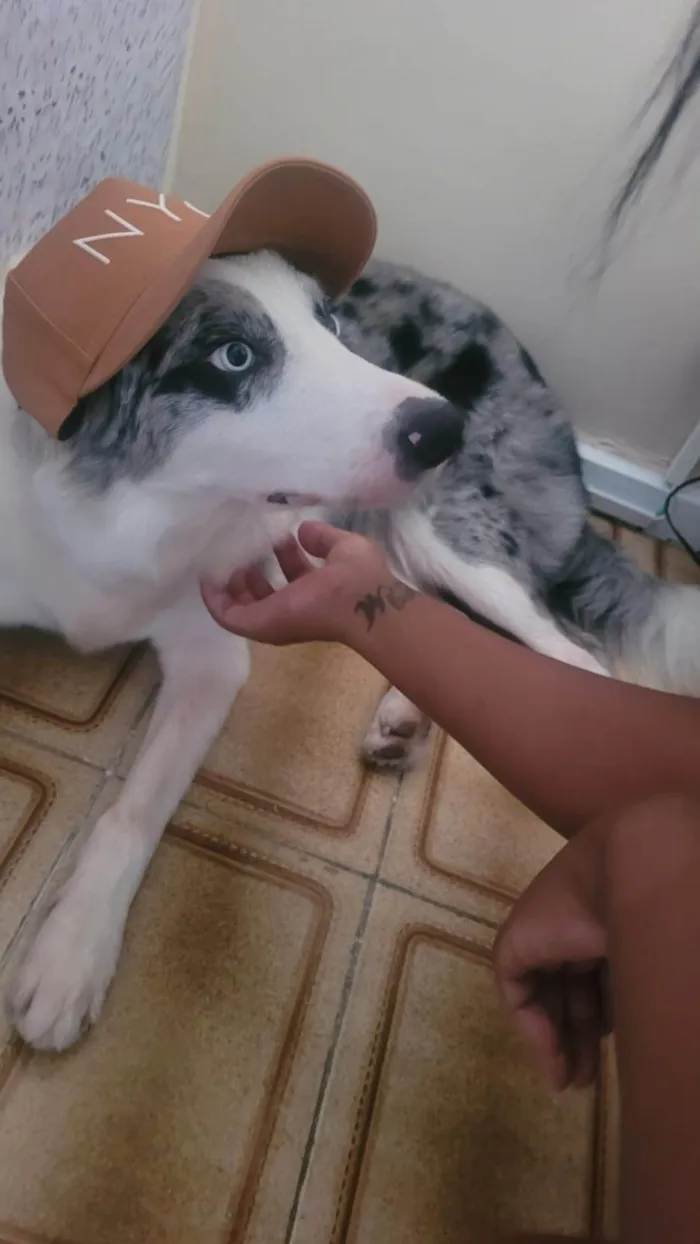Cachorro ra a Pastor Alemão idade 2 anos nome Lucio Antônio Pereira da Silva