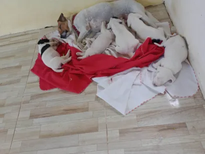 Cachorro raça SRD-ViraLata idade Abaixo de 2 meses nome Alice