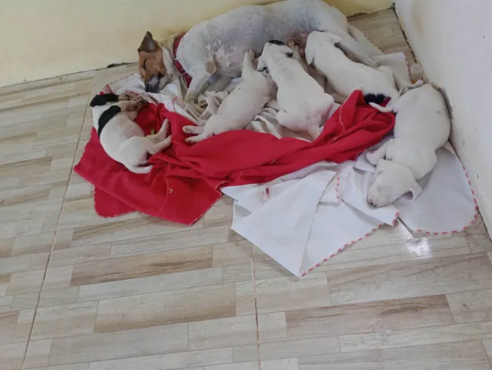 Cachorro ra a SRD-ViraLata idade Abaixo de 2 meses nome Alice