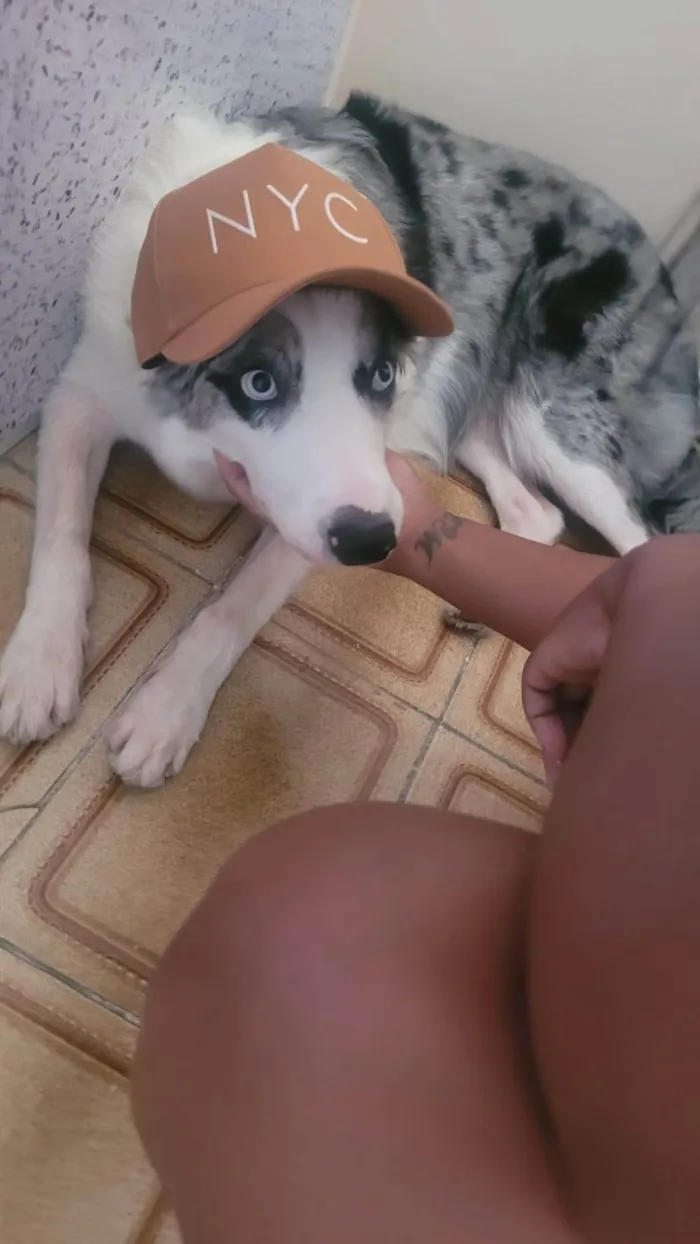 Cachorro ra a Pastor Alemão idade 2 anos nome Lucio Antônio Pereira da Silva