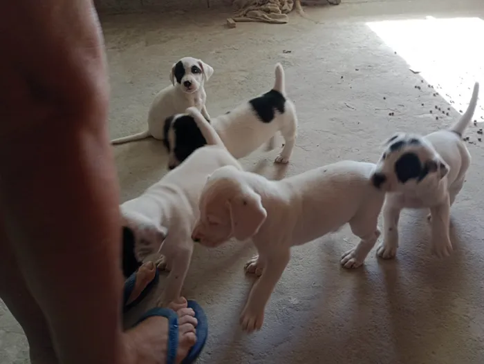 Cachorro ra a SRD-ViraLata idade Abaixo de 2 meses nome Alice