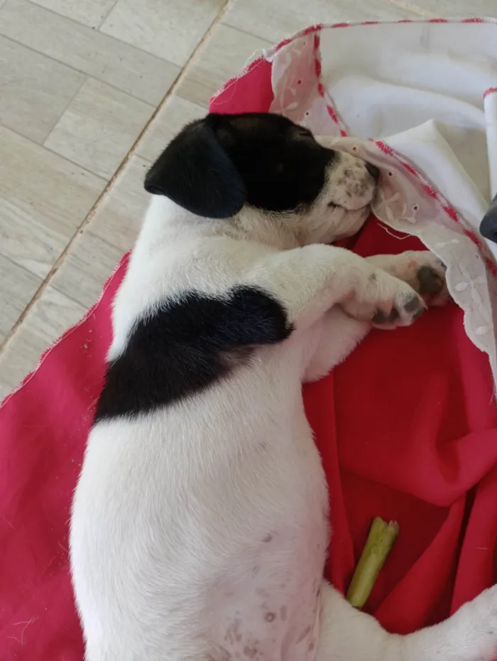 Cachorro ra a SRD-ViraLata idade Abaixo de 2 meses nome Alice