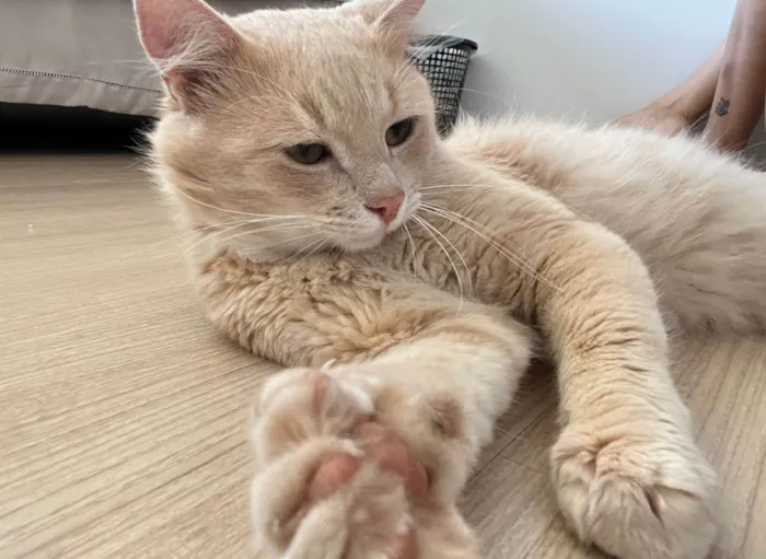 Gato ra a SRD-ViraLata idade 1 ano nome Romeu