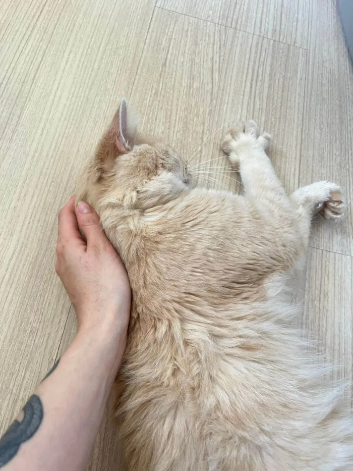 Gato ra a SRD-ViraLata idade 1 ano nome Romeu