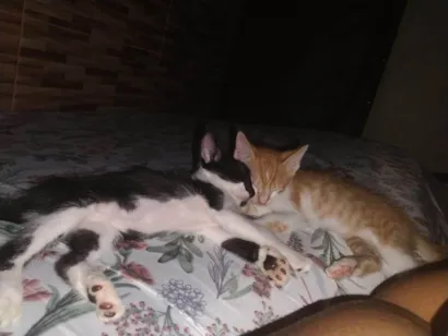 Gato raça SRD-ViraLata idade 2 a 6 meses nome Caramelo e frajola