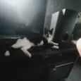 Mel