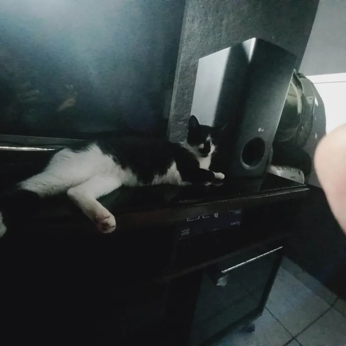 Gato ra a SRD-ViraLata idade 1 ano nome Mel