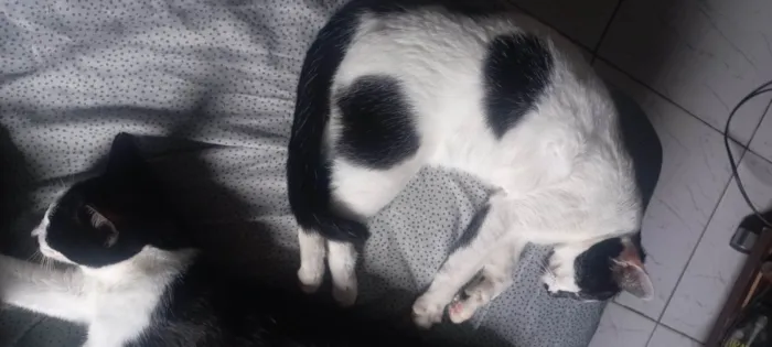 Gato ra a SRD-ViraLata idade 2 a 6 meses nome Mulet