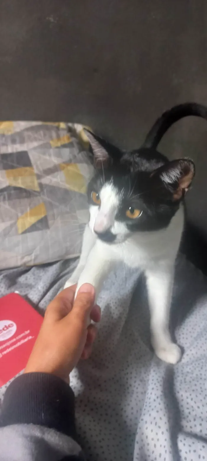 Gato ra a SRD-ViraLata idade 2 a 6 meses nome Carlott