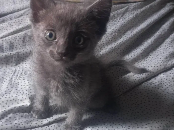 Gato ra a SRD-ViraLata idade 2 a 6 meses nome Bruce