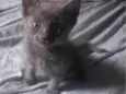 Bruce