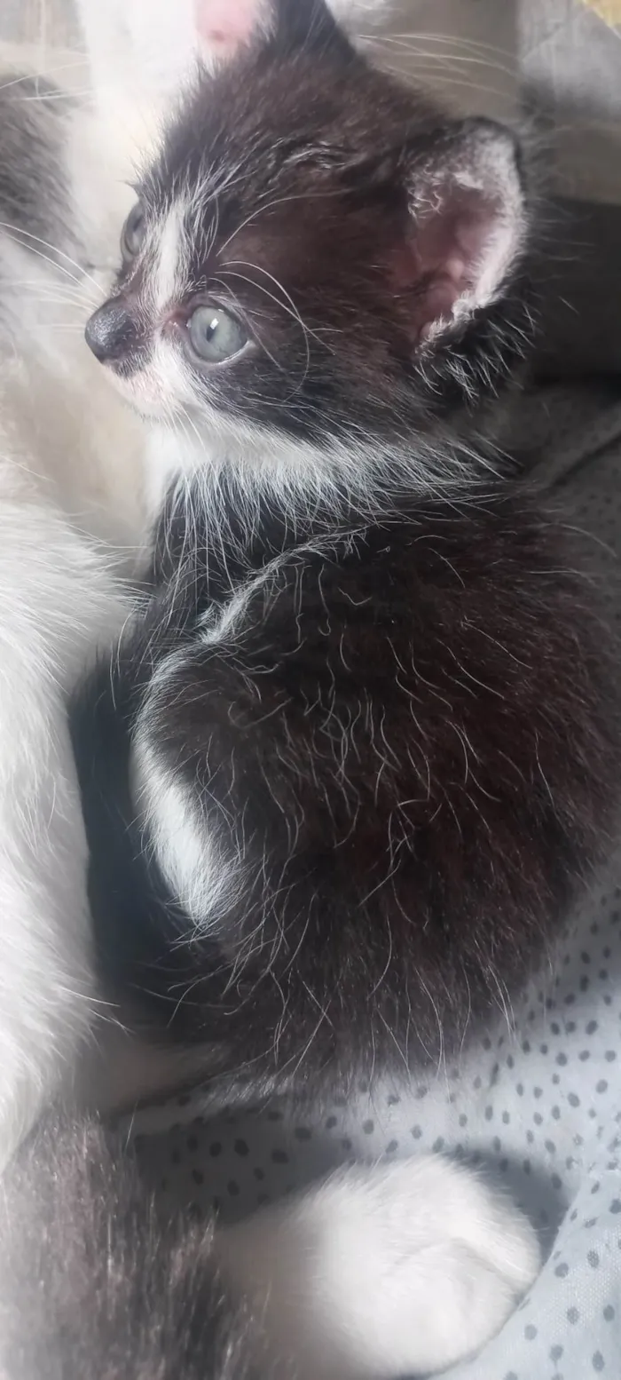 Gato ra a SRD-ViraLata idade 2 a 6 meses nome Penélope