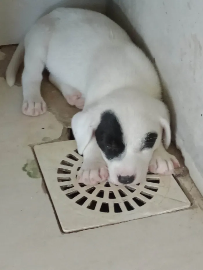 Cachorro ra a SRD-ViraLata idade Abaixo de 2 meses nome Alice