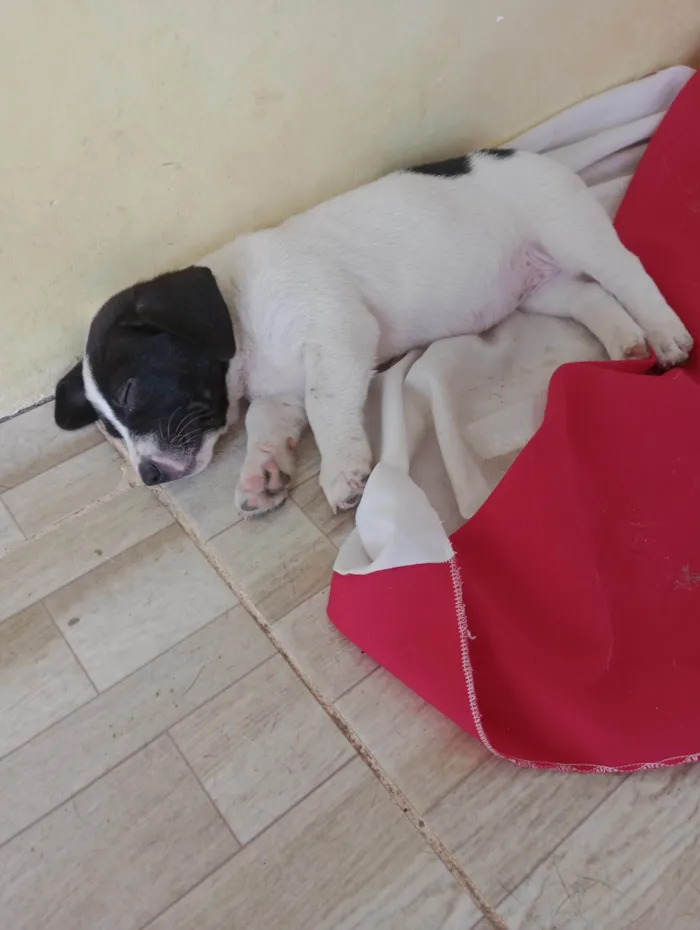 Cachorro ra a SRD-ViraLata idade Abaixo de 2 meses nome Alice