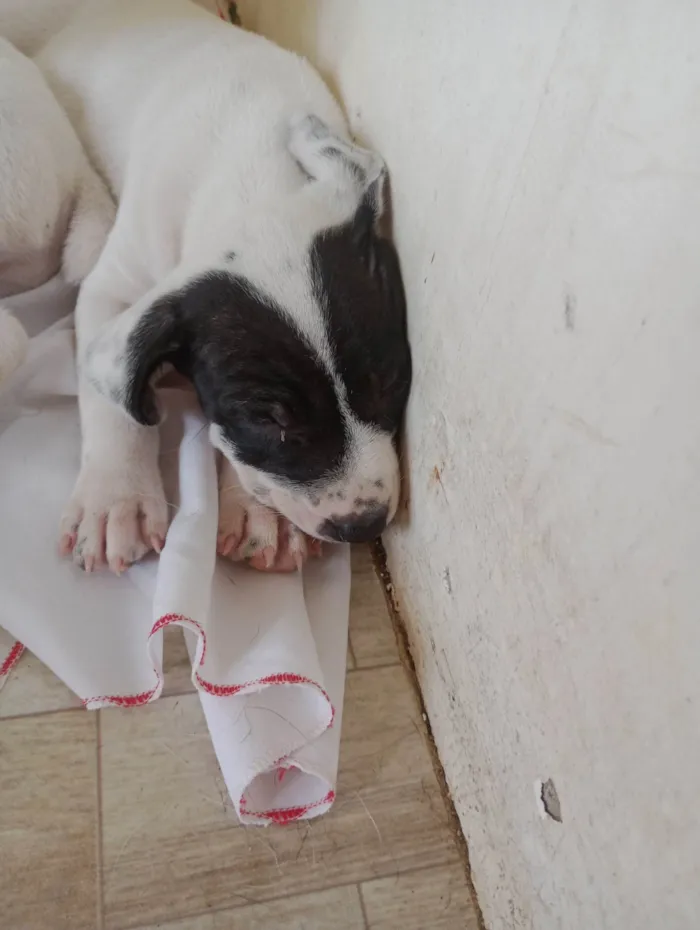 Cachorro ra a SRD-ViraLata idade Abaixo de 2 meses nome Alice