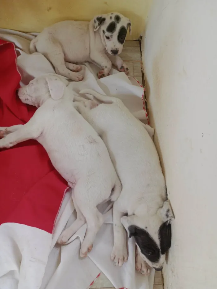 Cachorro ra a SRD-ViraLata idade Abaixo de 2 meses nome Alice