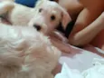 Fiapinho