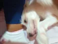 Fiapinho
