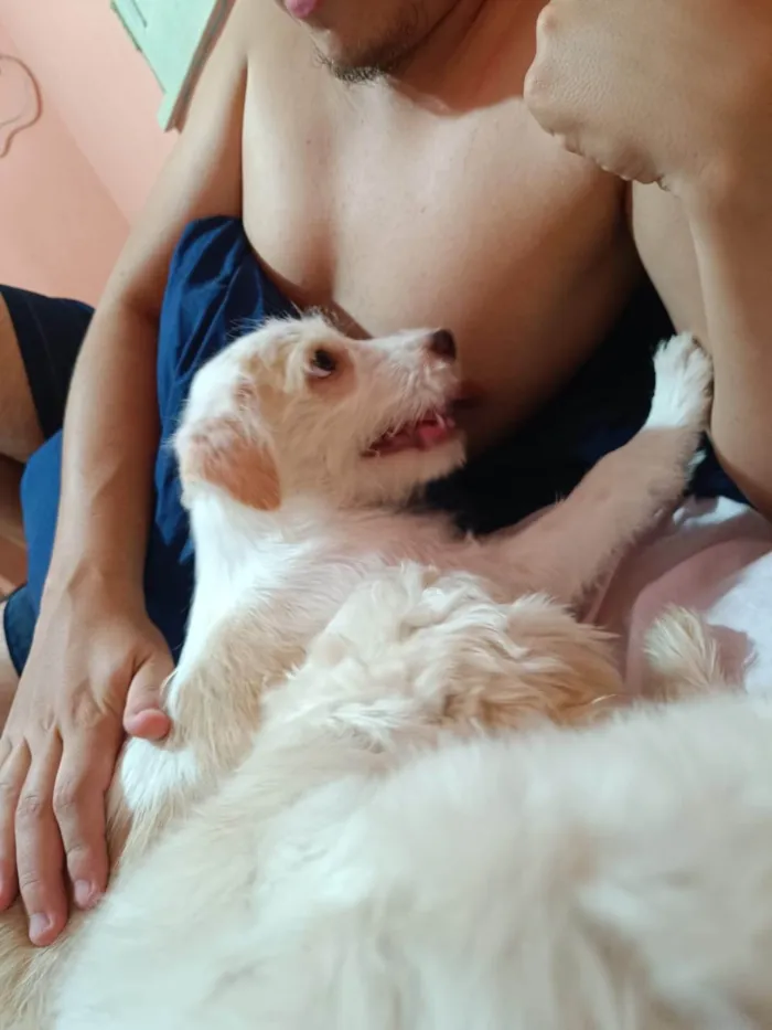 Cachorro ra a SRD-ViraLata idade 2 a 6 meses nome Fiapinho  