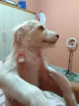 Fiapinho