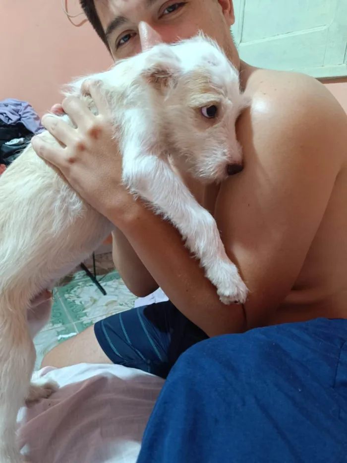 Cachorro ra a SRD-ViraLata idade 2 a 6 meses nome Fiapinho  