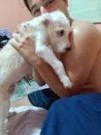 Fiapinho