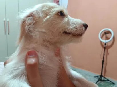 Cachorro raça SRD-ViraLata idade 2 a 6 meses nome Fiapinho  