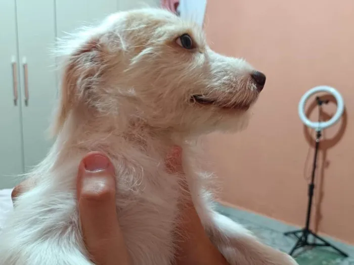 Cachorro ra a SRD-ViraLata idade 2 a 6 meses nome Fiapinho  