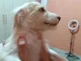 Fiapinho