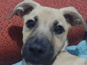 Cachorro raça SRD-ViraLata idade 2 a 6 meses nome Teddy