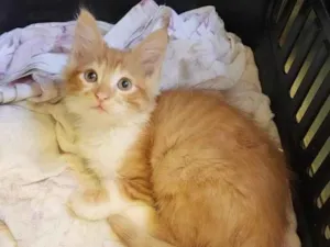 Gato raça SRD-ViraLata idade 2 a 6 meses nome Fred