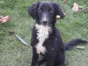 Cachorro raça Perdigueiro idade 7 a 11 meses nome Ñ tem nome 