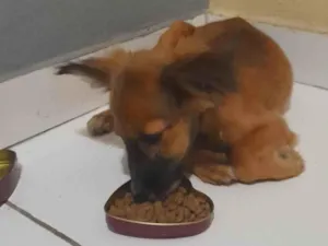 Cachorro raça SRD-ViraLata idade 2 a 6 meses nome Mango