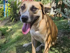 Cachorro raça SRD-ViraLata idade 1 ano nome Zara 