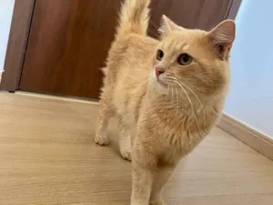 Gato raça SRD-ViraLata idade 1 ano nome Romeu