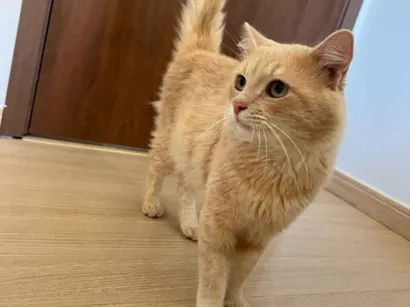 Gato raça SRD-ViraLata idade 1 ano nome Romeu