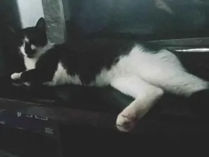 Gato raça SRD-ViraLata idade 1 ano nome Mel