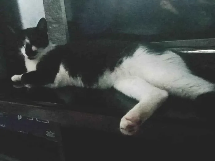 Gato ra a SRD-ViraLata idade 1 ano nome Mel