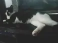 Mel