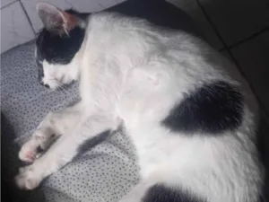 Gato raça SRD-ViraLata idade 2 a 6 meses nome Mulet