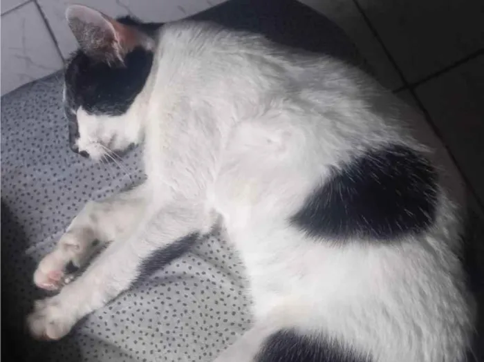 Gato ra a SRD-ViraLata idade 2 a 6 meses nome Mulet