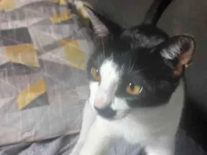 Gato raça SRD-ViraLata idade 2 a 6 meses nome Carlott