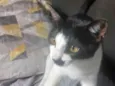 Carlott