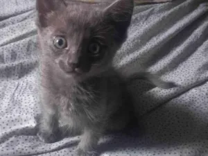 Gato raça SRD-ViraLata idade 2 a 6 meses nome Bruce