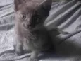 Bruce