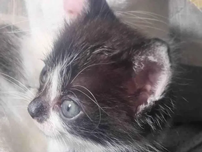 Gato ra a SRD-ViraLata idade 2 a 6 meses nome Penélope